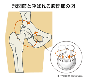 球関節と呼ばれる股関節の図