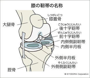 膝の靭帯の名称