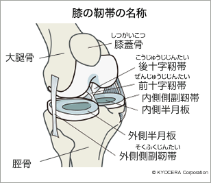 膝の靭帯の名称