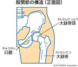 股関節の構造（正面図）