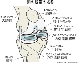 膝の靭帯の名称