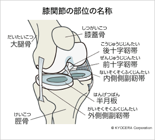 膝関節の部位の名称