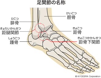 足関節の名称