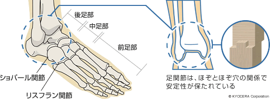 足部と足関節