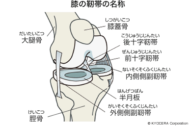 膝の靭帯の名称