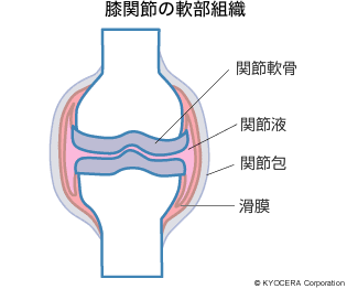 膝関節の軟部組織