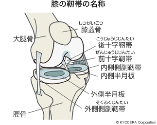 膝の靭帯の名称