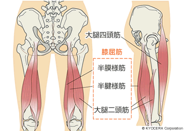 大腿四頭筋と膝屈筋