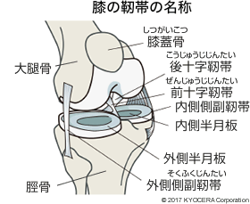 膝の靭帯の名称