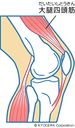 大腿四頭筋