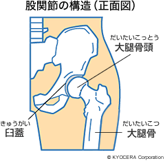 股関節の構造（正面図）