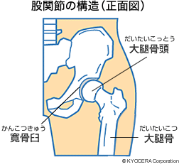 股関節の構造（正面図）