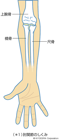 （＊1）肘関節のしくみ