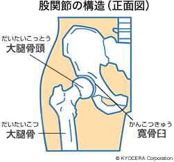 股関節の構造（正面図）