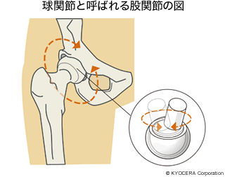 球関節と呼ばれる股関節の図