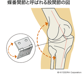 蝶番関節と呼ばれる股関節の図