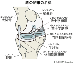 膝の靭帯の名称