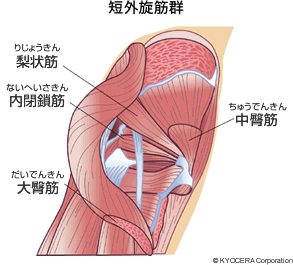 短外旋筋群