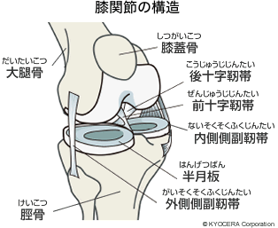 膝関節の構造