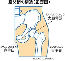 股関節の構造（正面図）