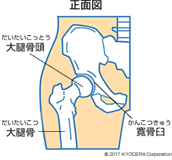 股関節の構造(正面図)