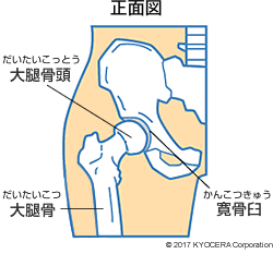 股関節と膝の痛み 佐藤 昌明 膝や股関節の痛みの原因が 実は違う関節だったという場合があります 客観的にしっかりと診断をつけて治療することが重要です