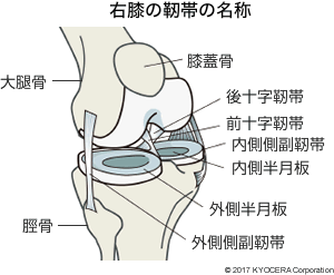 右膝の靭帯の名称