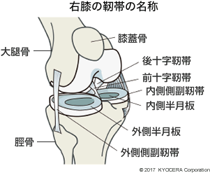 右膝の靭帯の名称