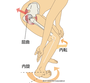 股関節の構造