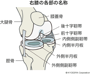 右膝の各部の名称