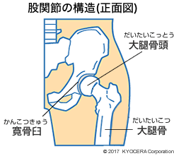 股関節の構造(正面図)