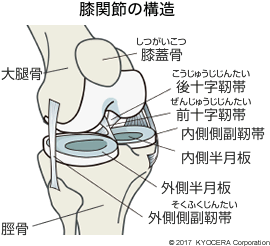 膝関節の構造