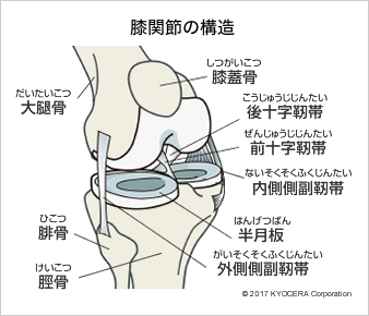 膝関節の構造