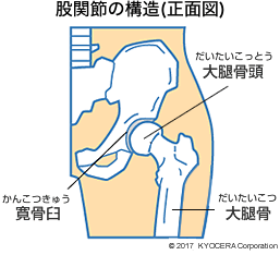 股関節の構造(正面図)