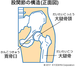 股関節の構造(正面図)
