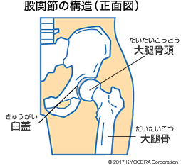 股関節の構造（正面図）