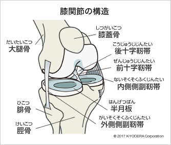 膝関節の構造