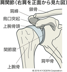 肩関節（右肩を正面から見た図）