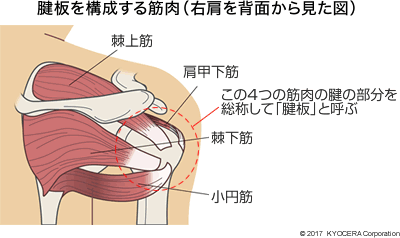 腱板を構成する筋肉（右肩を背面から見た図）