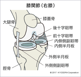 膝関節（右膝）