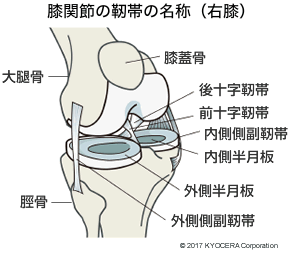 膝関節の靭帯の名称（右膝）