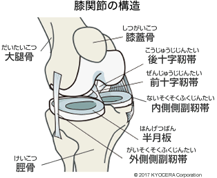 膝関節の構造