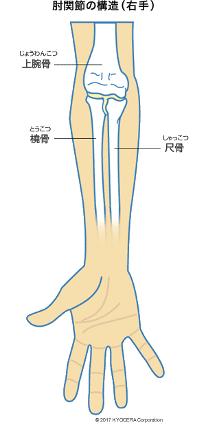 肘関節の構造（右手）