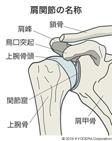 肩関節の名称