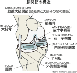 膝関節の構造