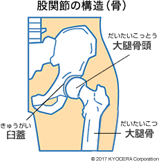 股関節の構造（骨）