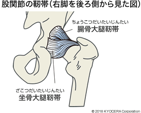股関節の靭帯（右脚を後ろ側から見た図）