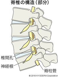 脊椎の構造（部分）