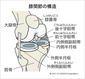 膝関節の構造