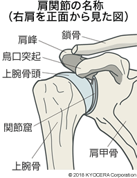肩関節の名称（右肩を正面から見た図）